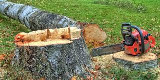 Best Storm Damage Tree Cleanup  in Fremont, MI