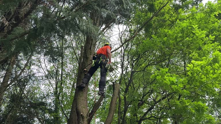 Best Tree Maintenance Programs  in Fremont, MI