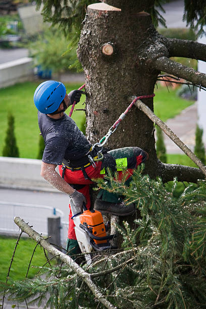 Best Stump Grinding and Removal  in Fremont, MI